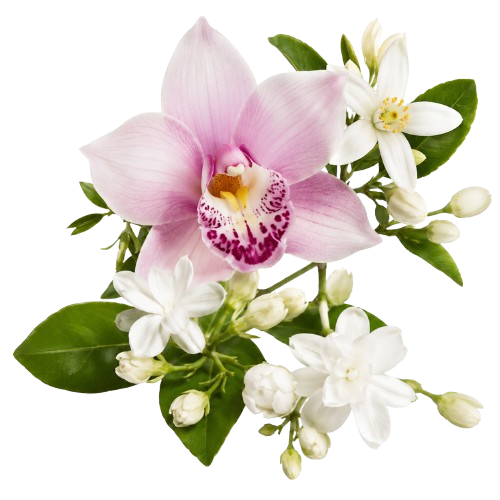 ORCHID FLORA
