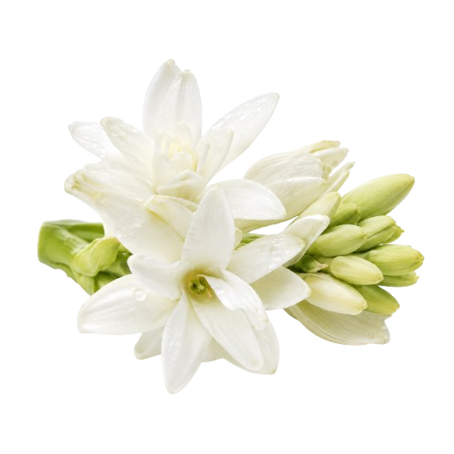 Jan London Passion Eau de Parfum Inspired by Dior Poison