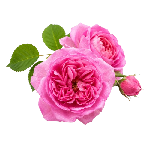Daring Lady EDP Long Lasting Fruity Floral Women's Perfume 50ml