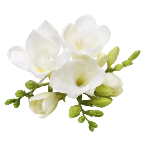 Breeze Floral Eau de Parfum Long Lasting Minimalist 50ml Spray