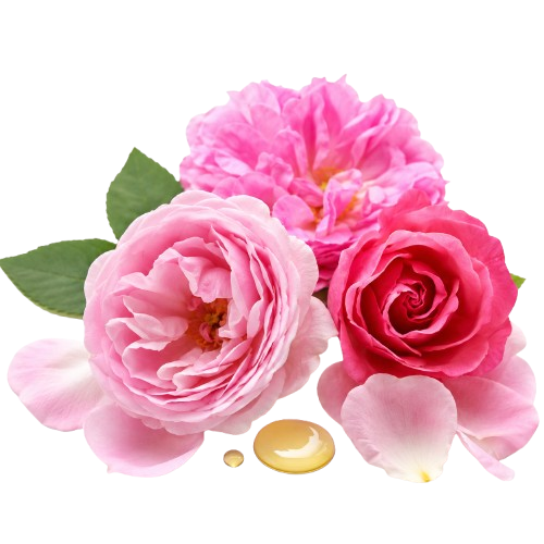 Jan London Roses Artwork Luxury Damask Rose Floral Perfume 80ml