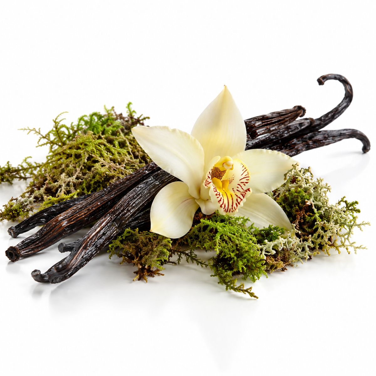 Gelato Viva La Vanilla – Creamy Sweetness, Irresistible Charm
